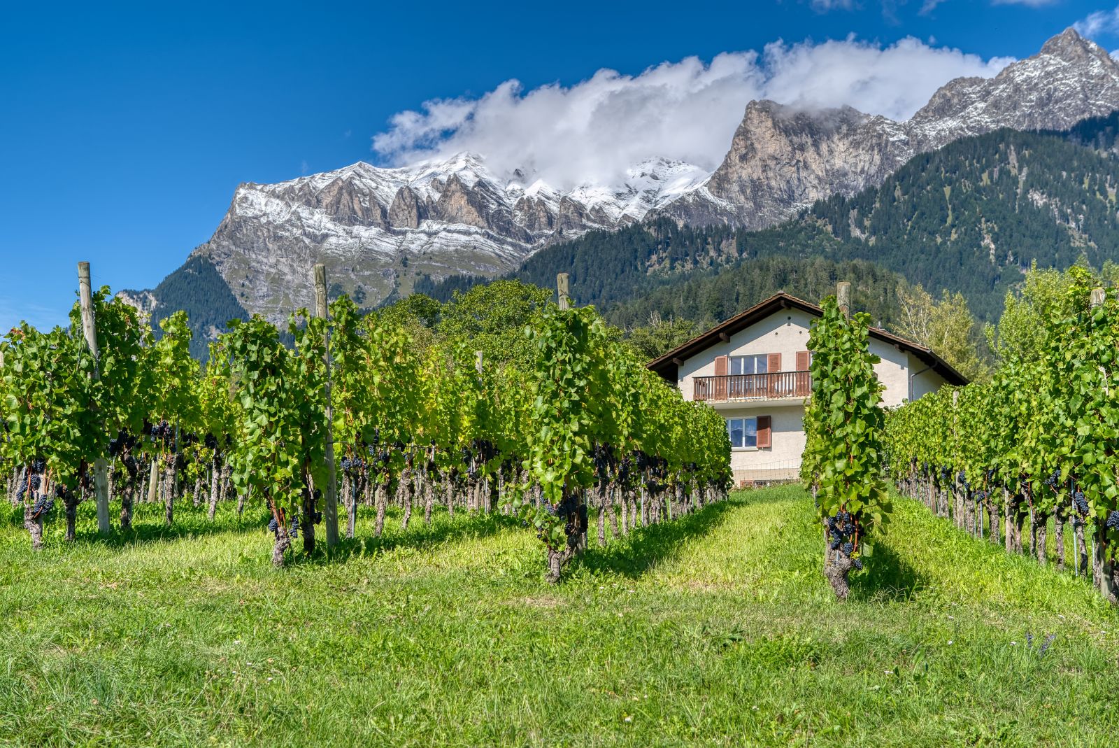 Scenic mountain vineyard with lush green vines, valley views, and a bright blue sky. Agriculture, agritourism, winemaking, rural beauty, and nature.